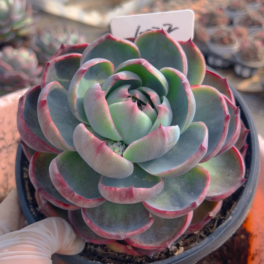 小****?惊鸿仙子一物一拍6022号