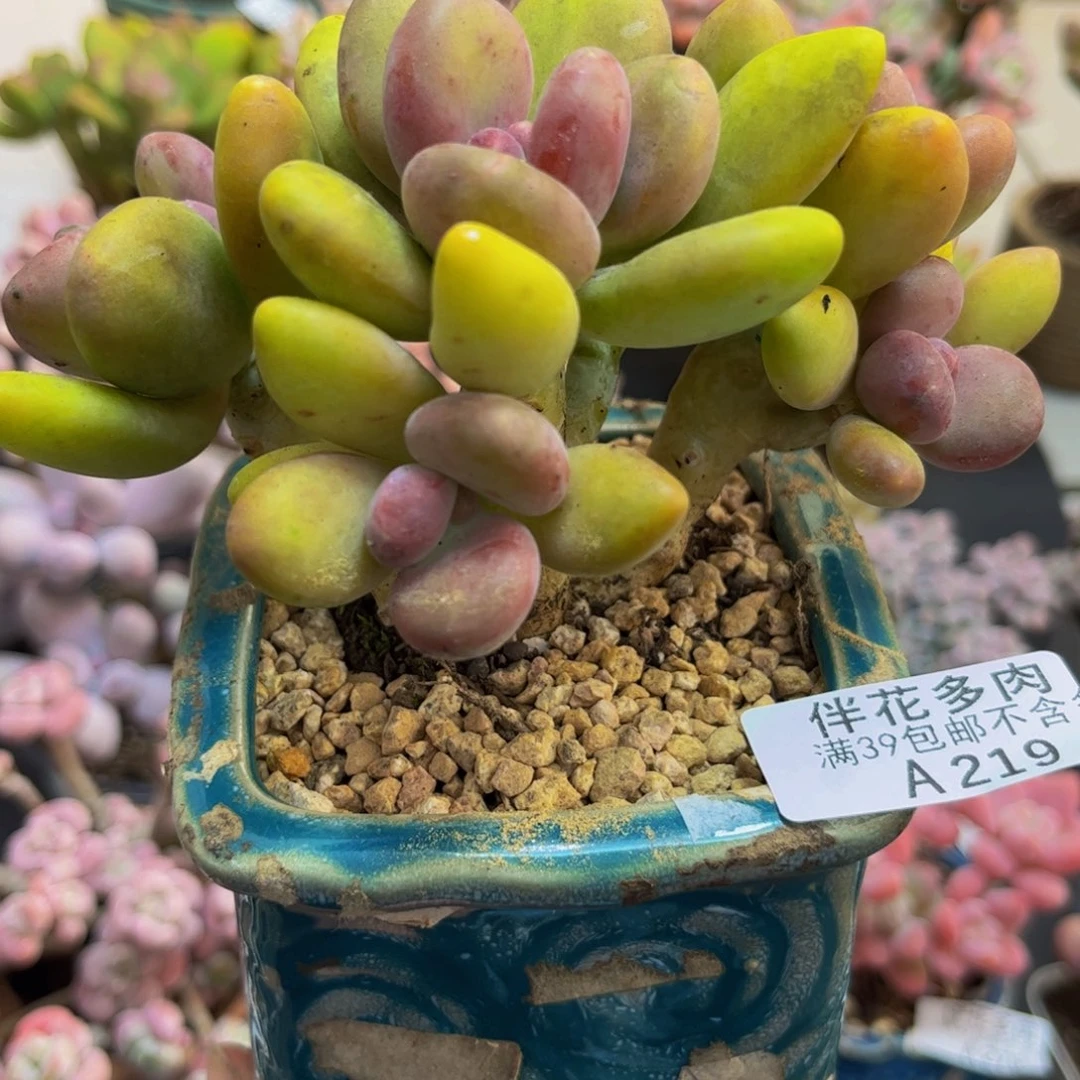 219/10cm芒果奶多肉植物