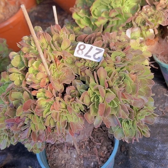 美***生多肉植物一个玫瑰