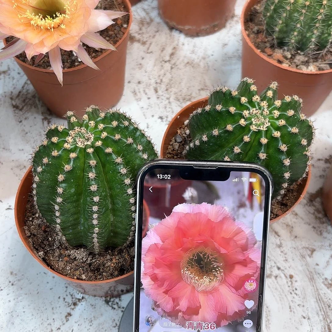 彩草36号6.8公分左右