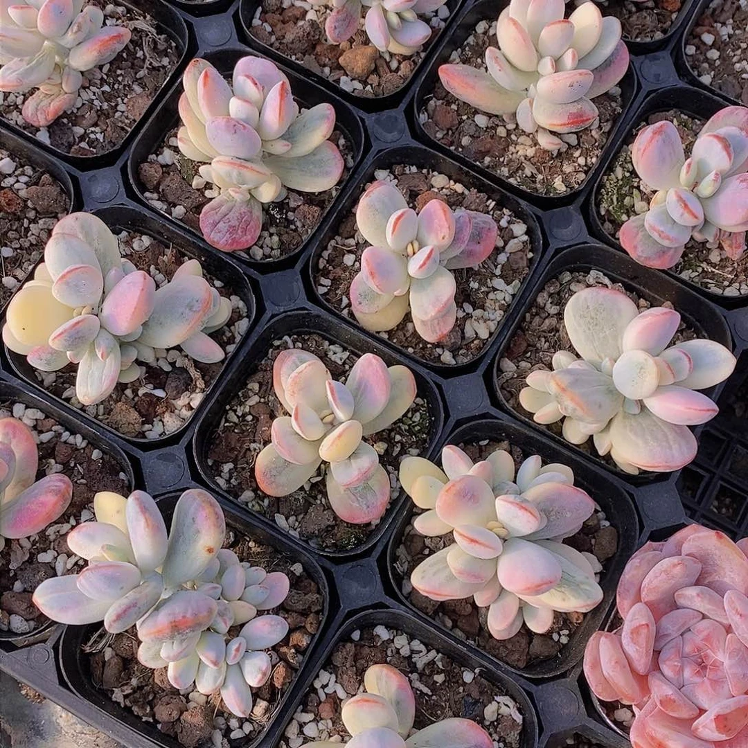 0309-乒乓福娘锦单头一颗 量拍