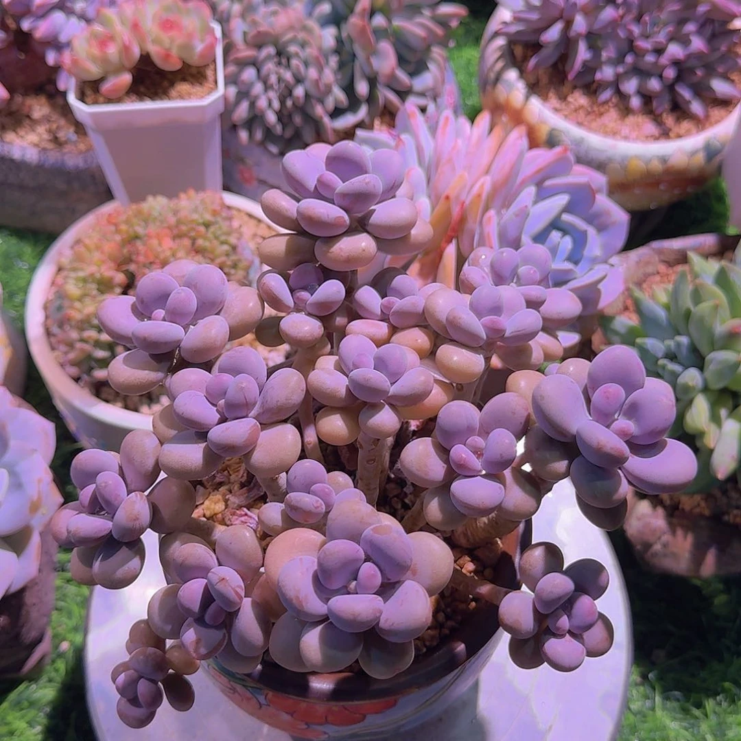 桃蛋群生多肉。
