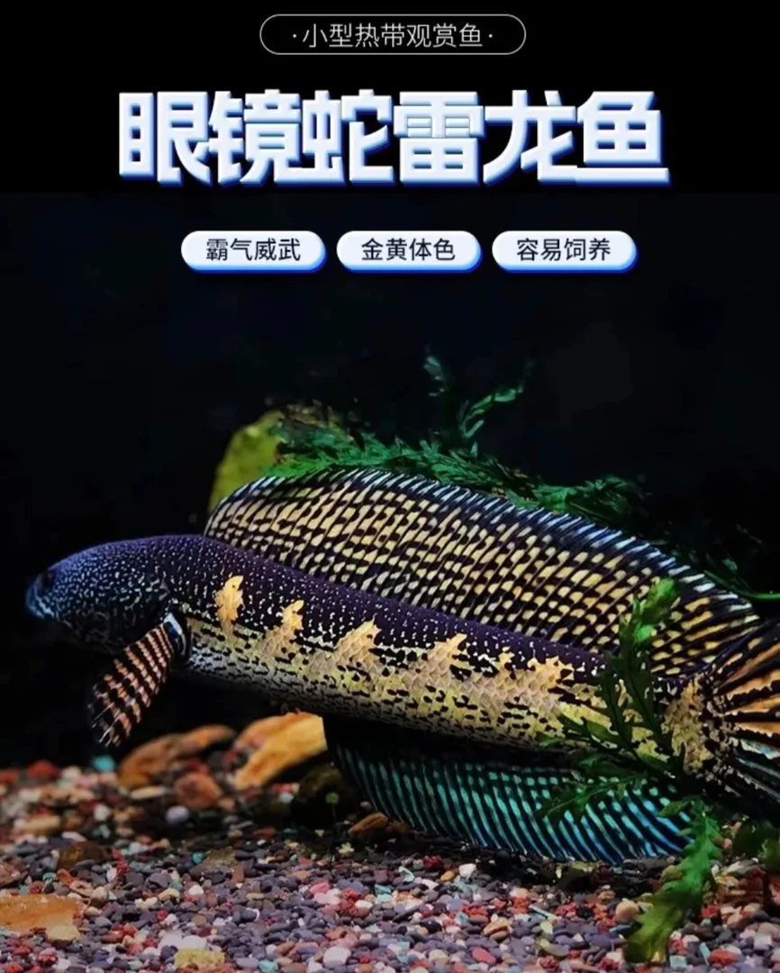 直播间专拍黄金眼镜鱼观赏鱼蛇雷龙，直接拍不发货