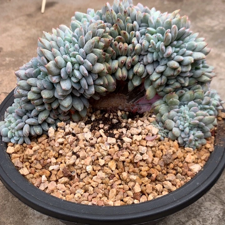 多肉植物叶插星影树缀