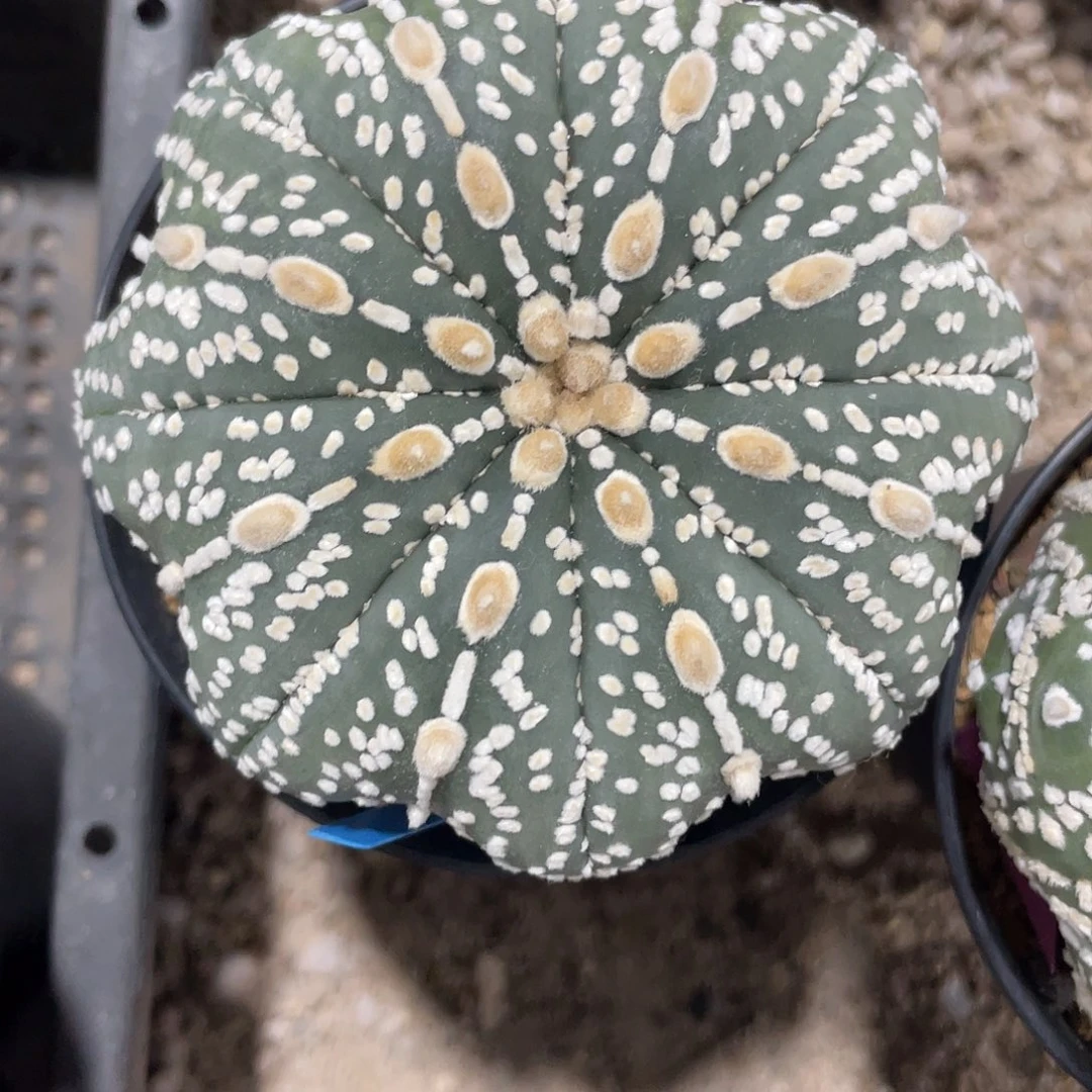 完全开放实生连线全品兜