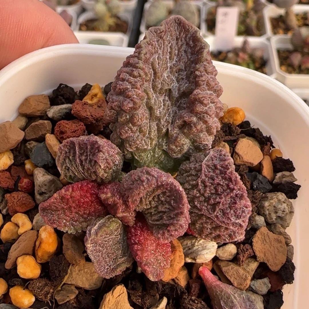 朱砂痣水泡多肉植物