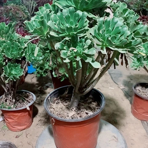 原始绿多肉植物法师3