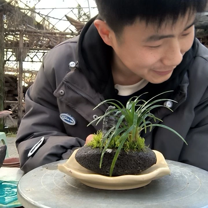 ?****?小盆景小植物一物一拍69