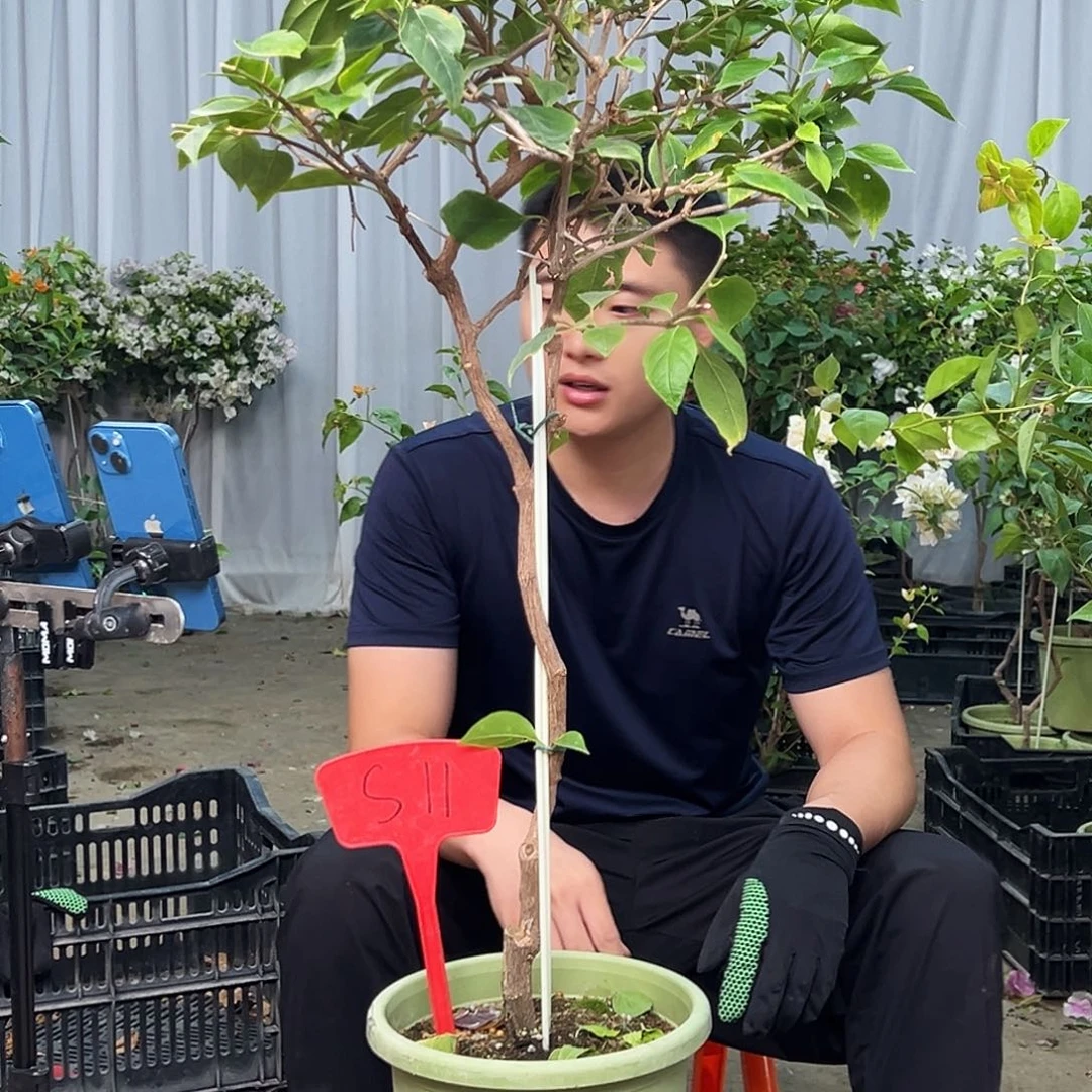 流***星大部分花苞少量开放S11红樱
