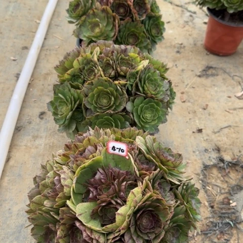 12-10拉丝朵朵亮牌12.8多肉植物