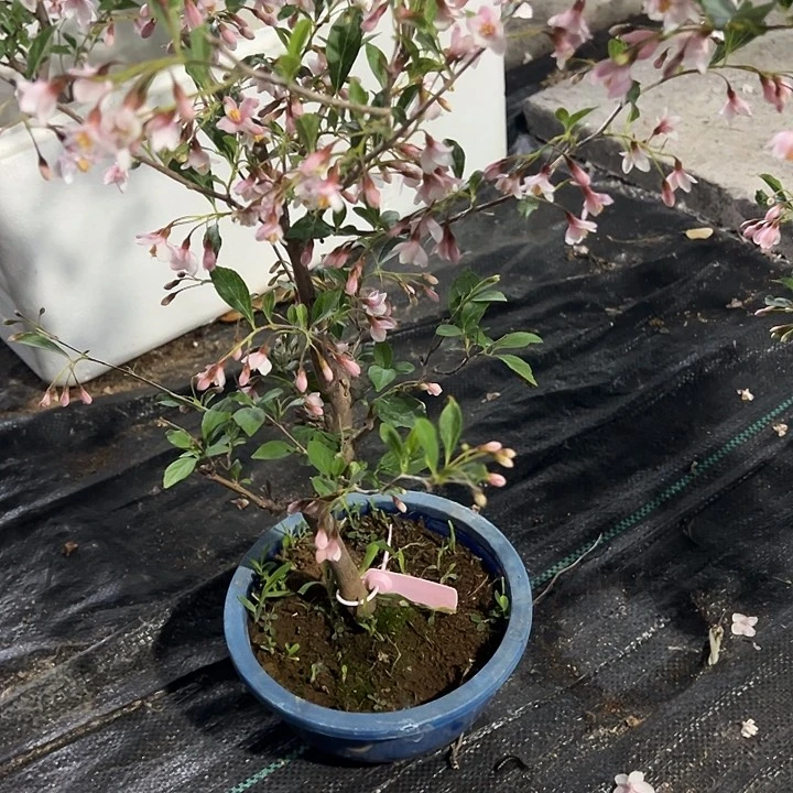 当前无花栽培后可以开花云**馆红花野茉莉