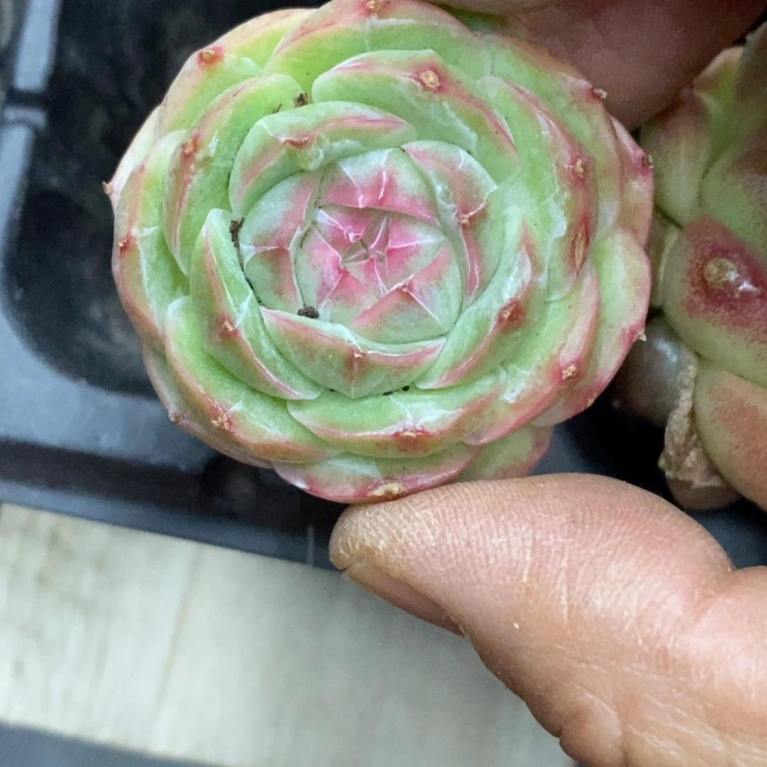 精品多肉一物拍不包整66