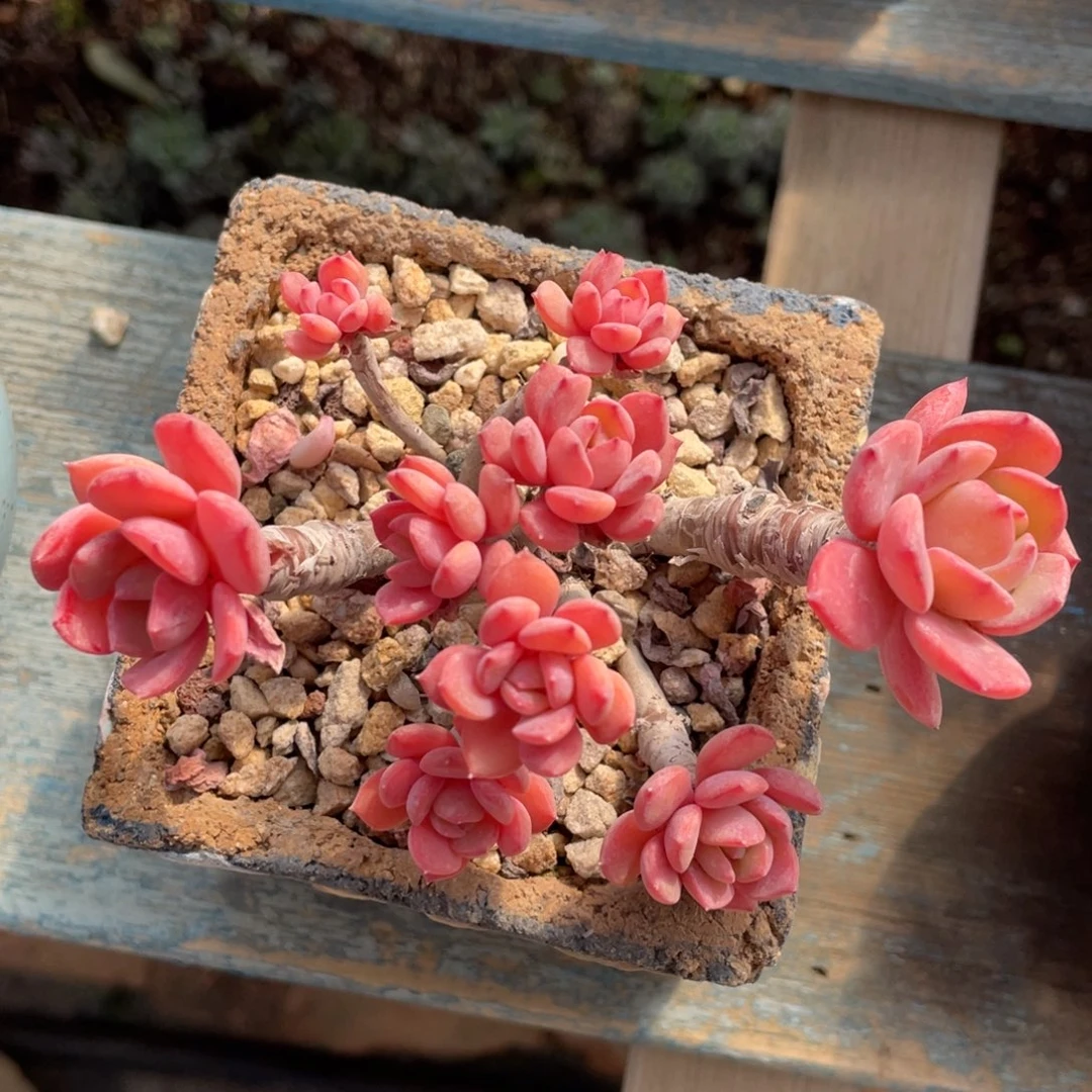 小叶甜橙多头老桩