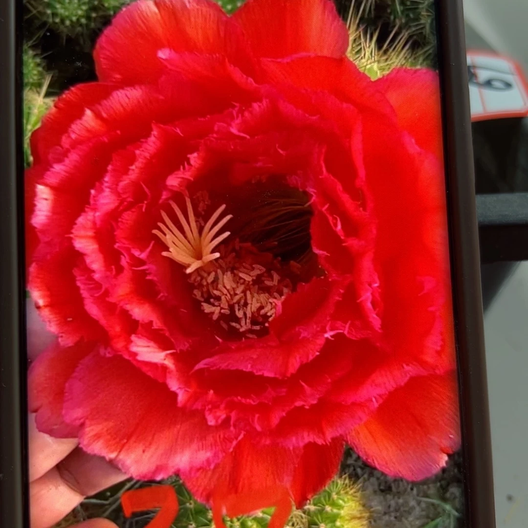 下67毛倾城歪侧芽5公分左右20包邮