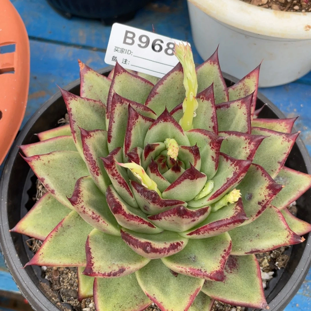 无花朵若如东云单拍B968