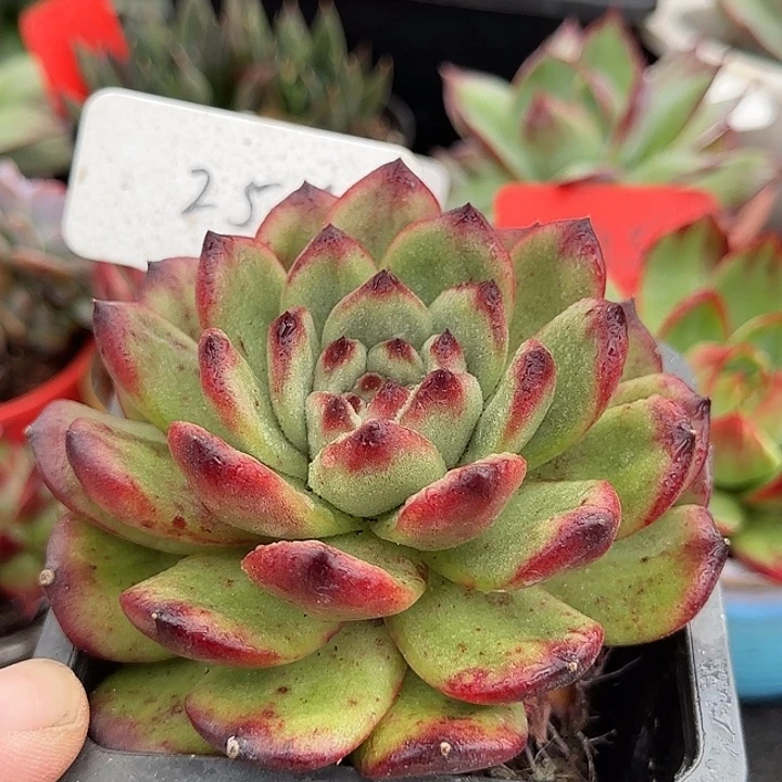 Tm 惊鸿一物一拍包装收缩花旱