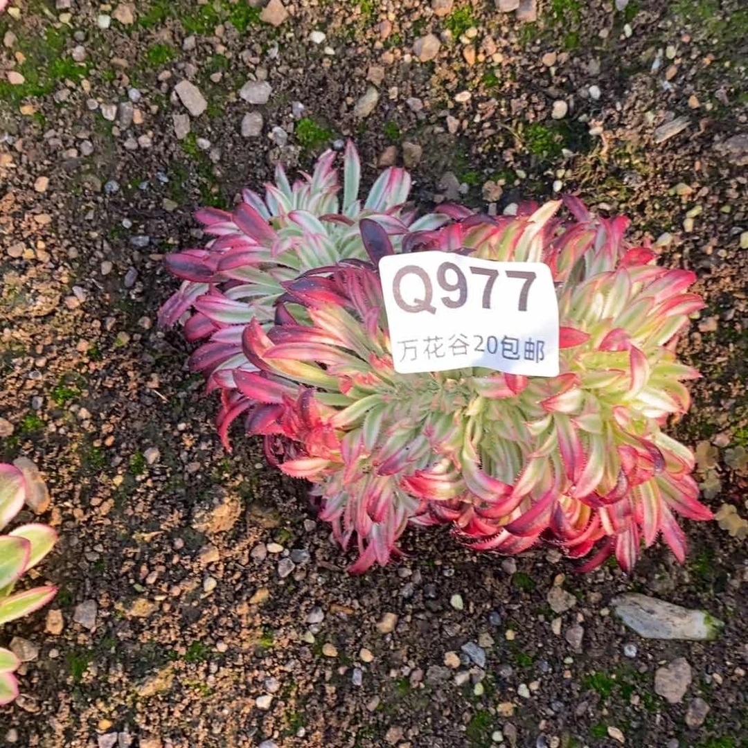 977朱雀缀多肉植物