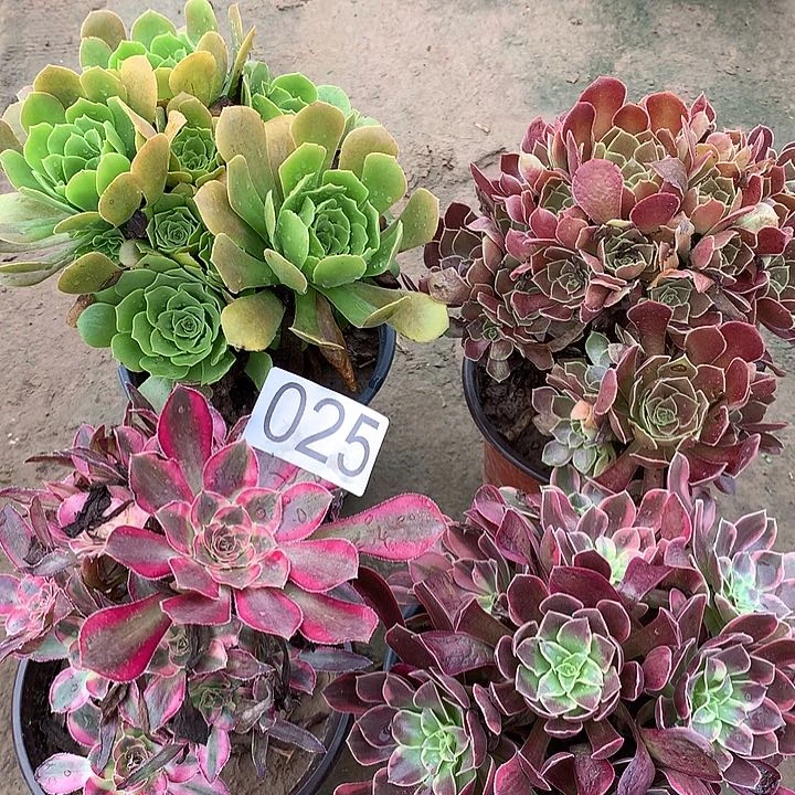 无花朵025四颗多肉植物组合