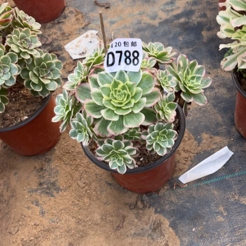 788海王有砍不包断枝