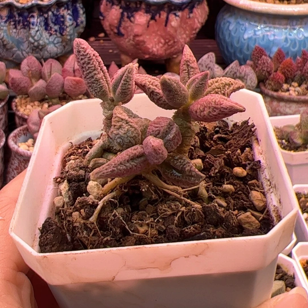 安***之冰淇淋。