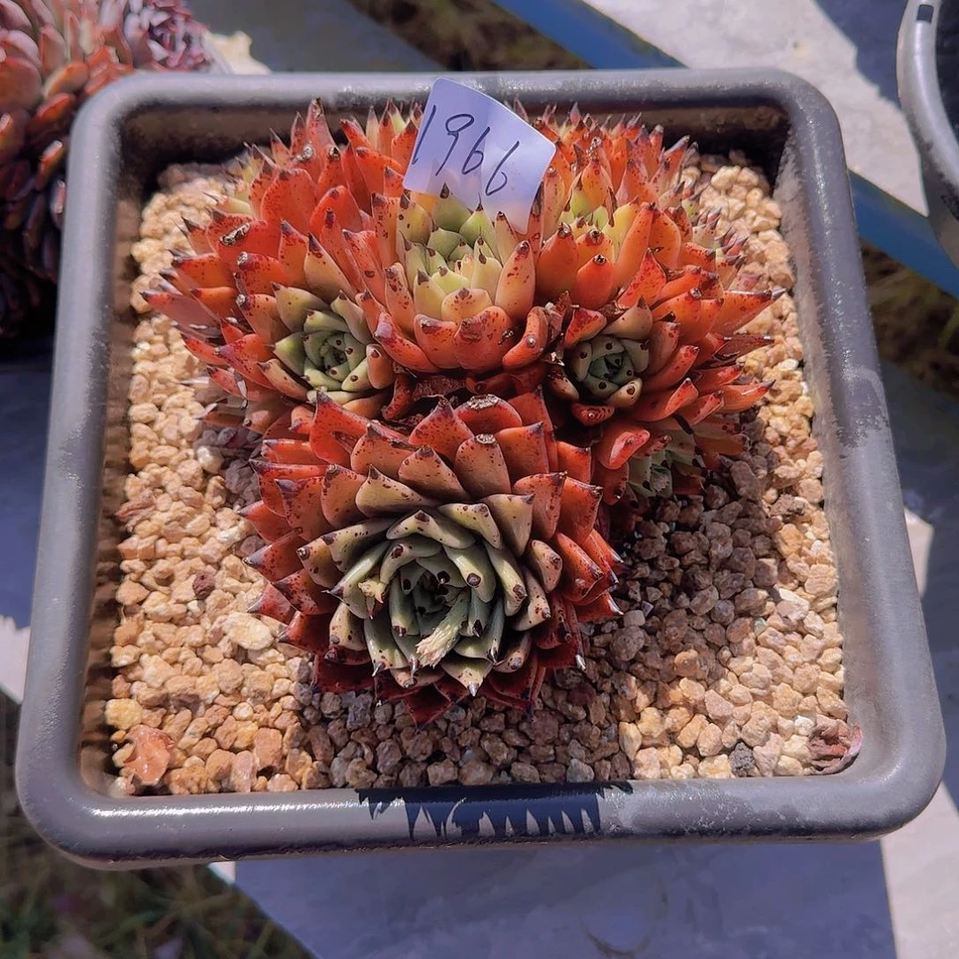 静**慧1966万圣夜多肉植物