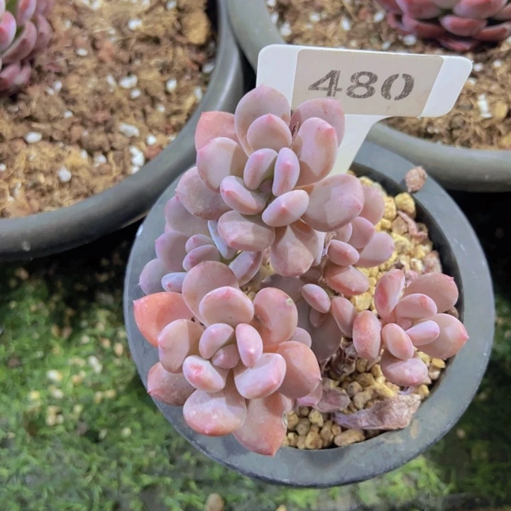 健健康康平平安安