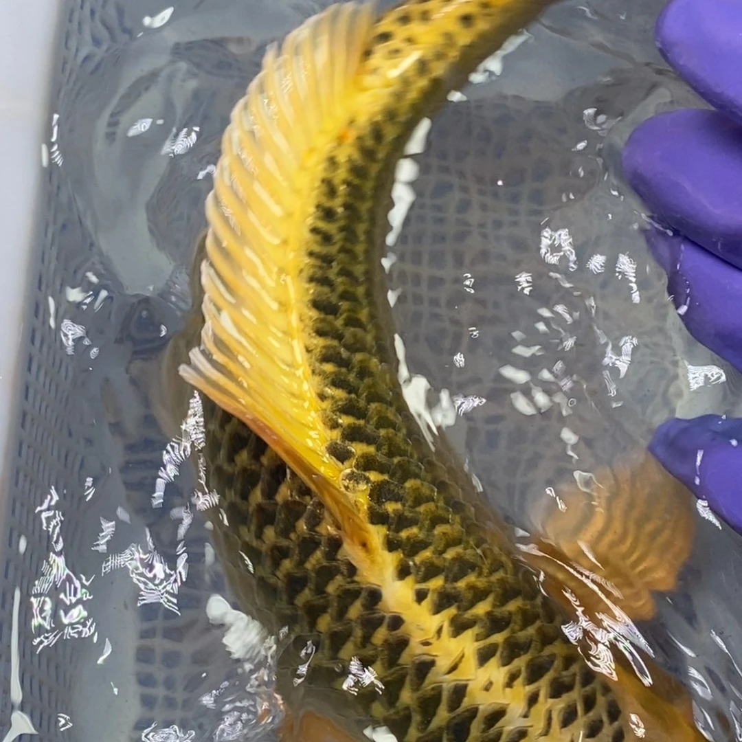 锦鲤冷水锦鲤（无开箱视频不售后）