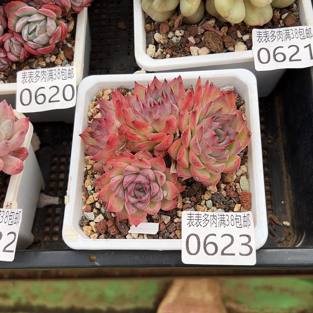 多肉一物一拍植物0623