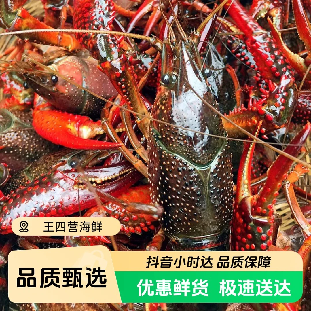 【北京同城小时达】鲜活小龙虾中号4-6钱（约18-23只一斤）