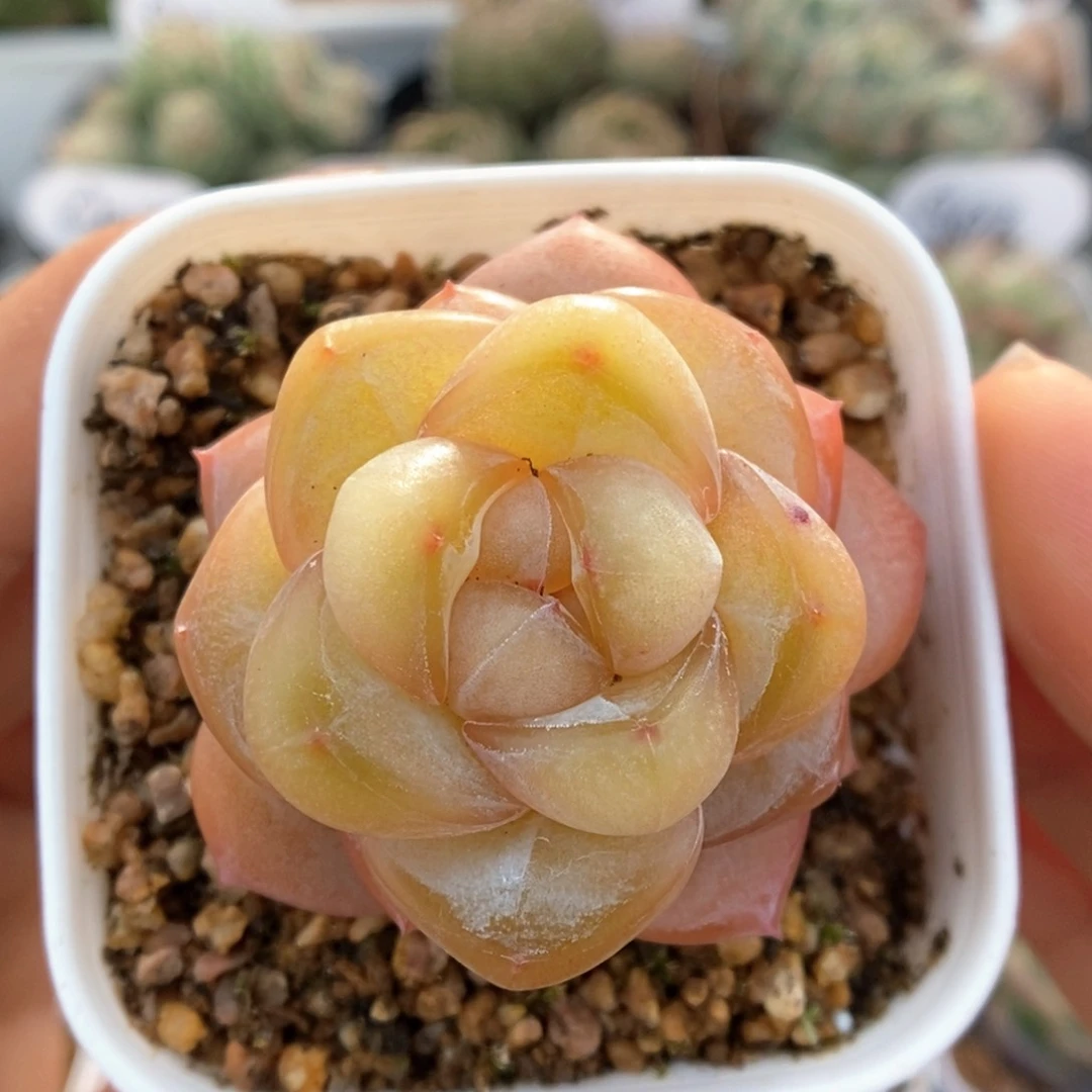 金雀可拍991号。