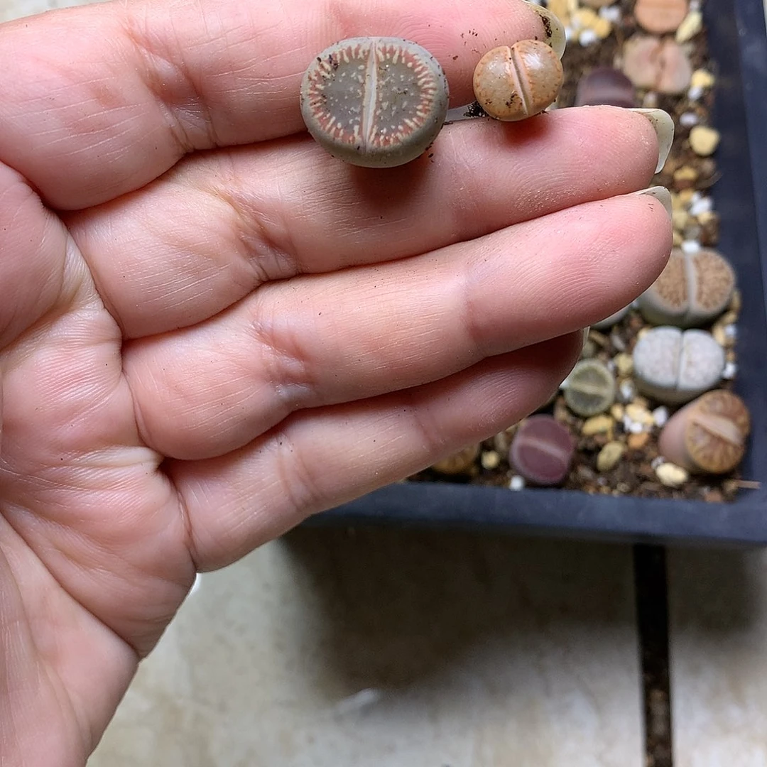 ?**?D233多肉植物保护