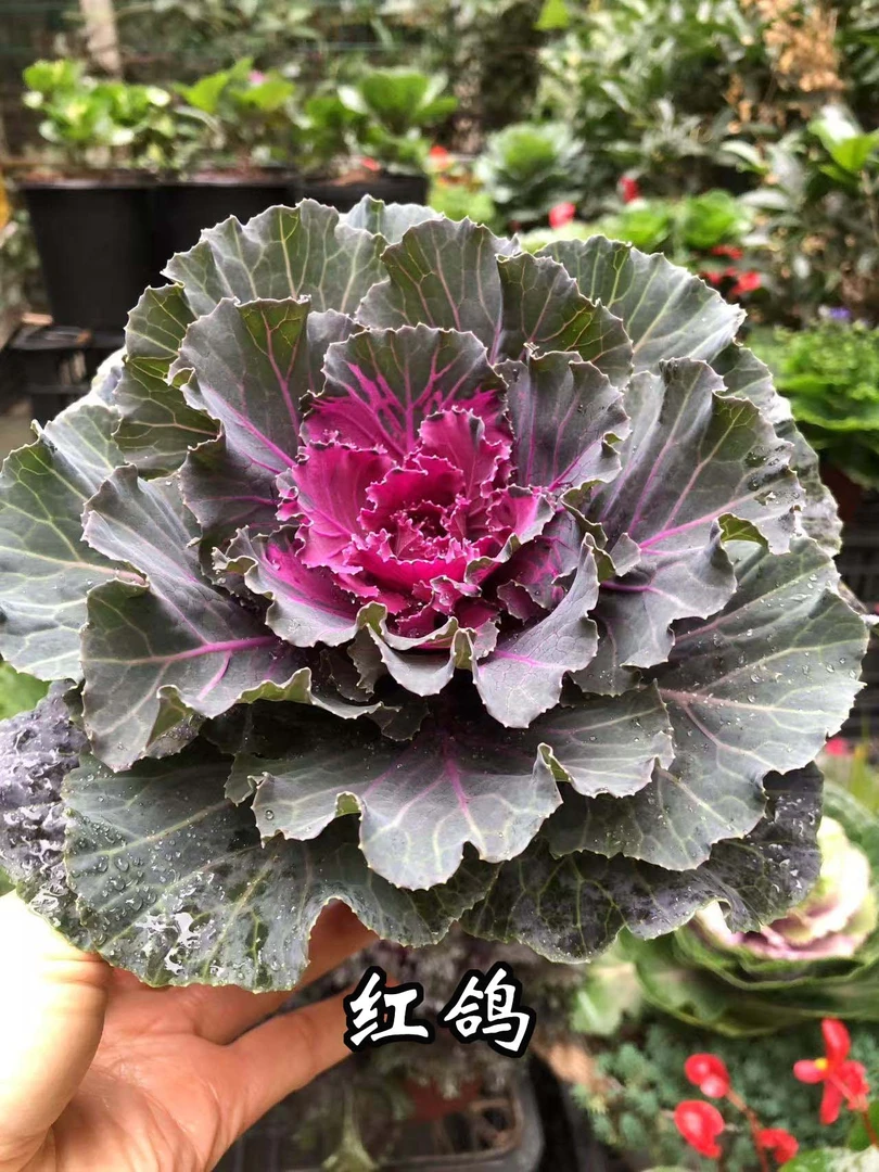 【直播特价】羽衣甘蓝基地直发冬天超耐寒花卉耐热盆栽室外观赏食用