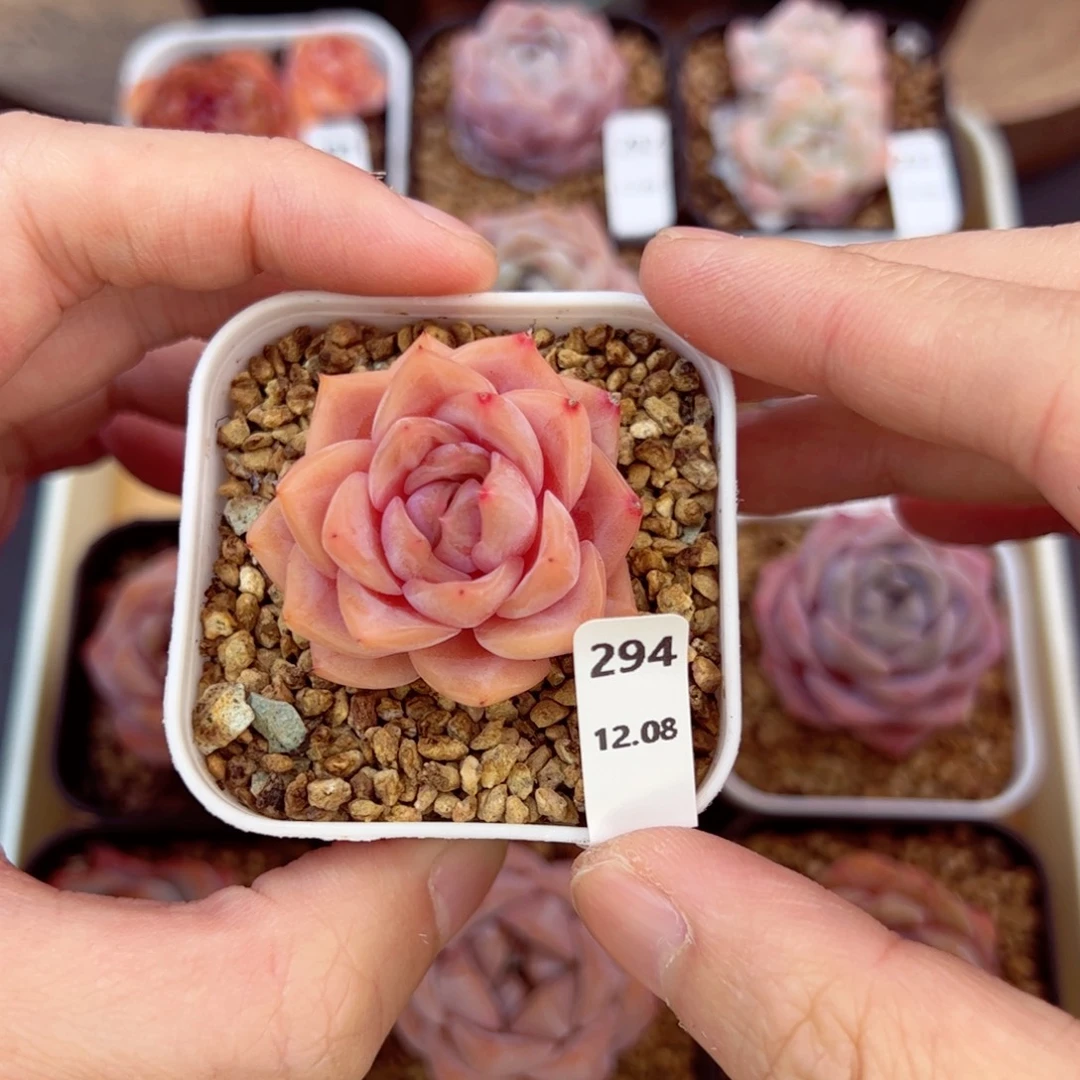 好好看294、哈哈哈哈