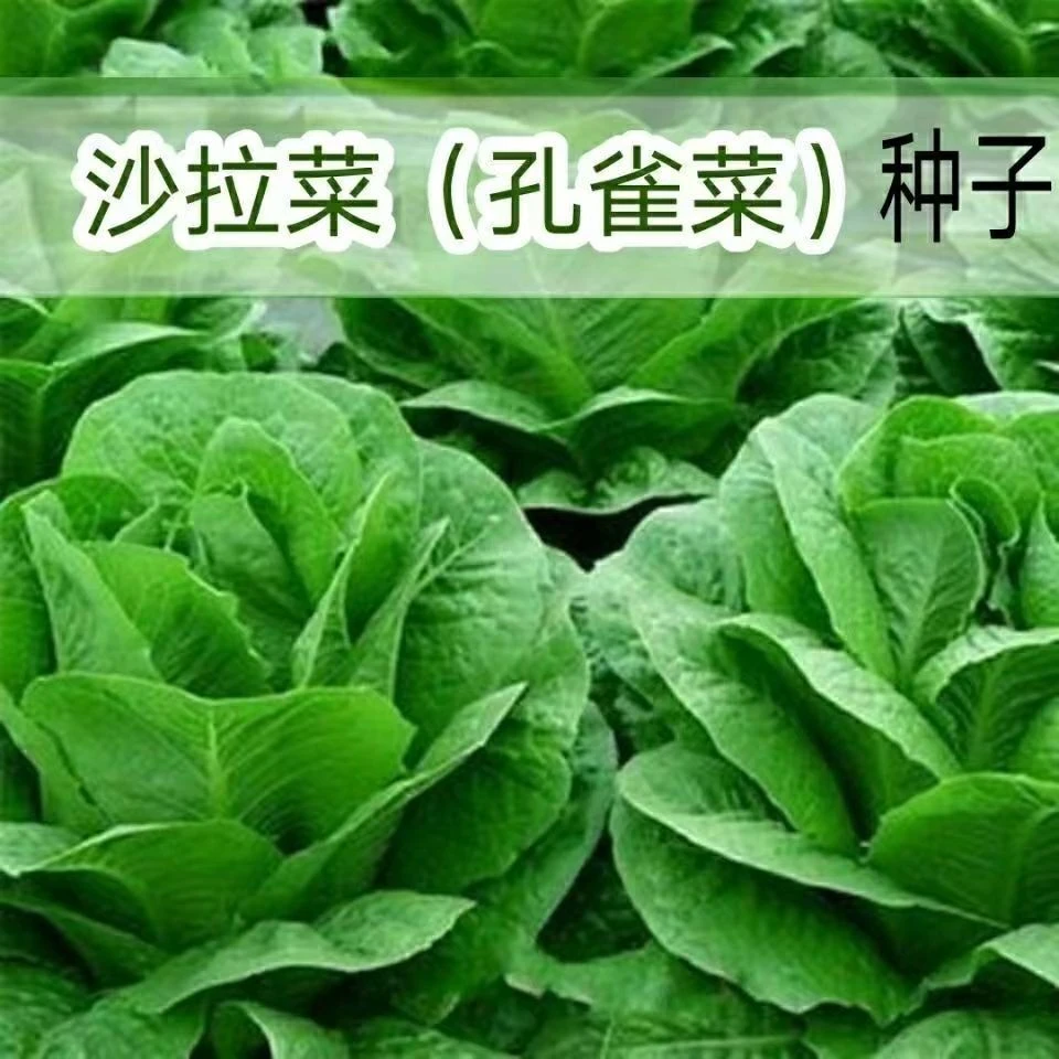孔雀菜直立生菜种子生吃沙拉菜种子阳台庭院种植耐寒四季蔬菜种籽