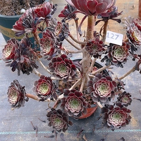 黑同法师法师法师127