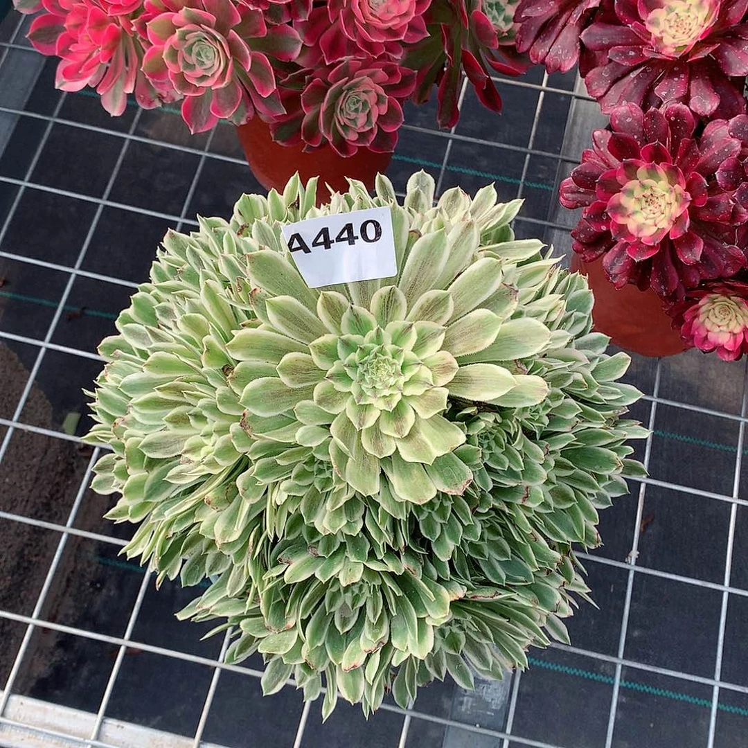 ?*光440.碧浪多肉植物