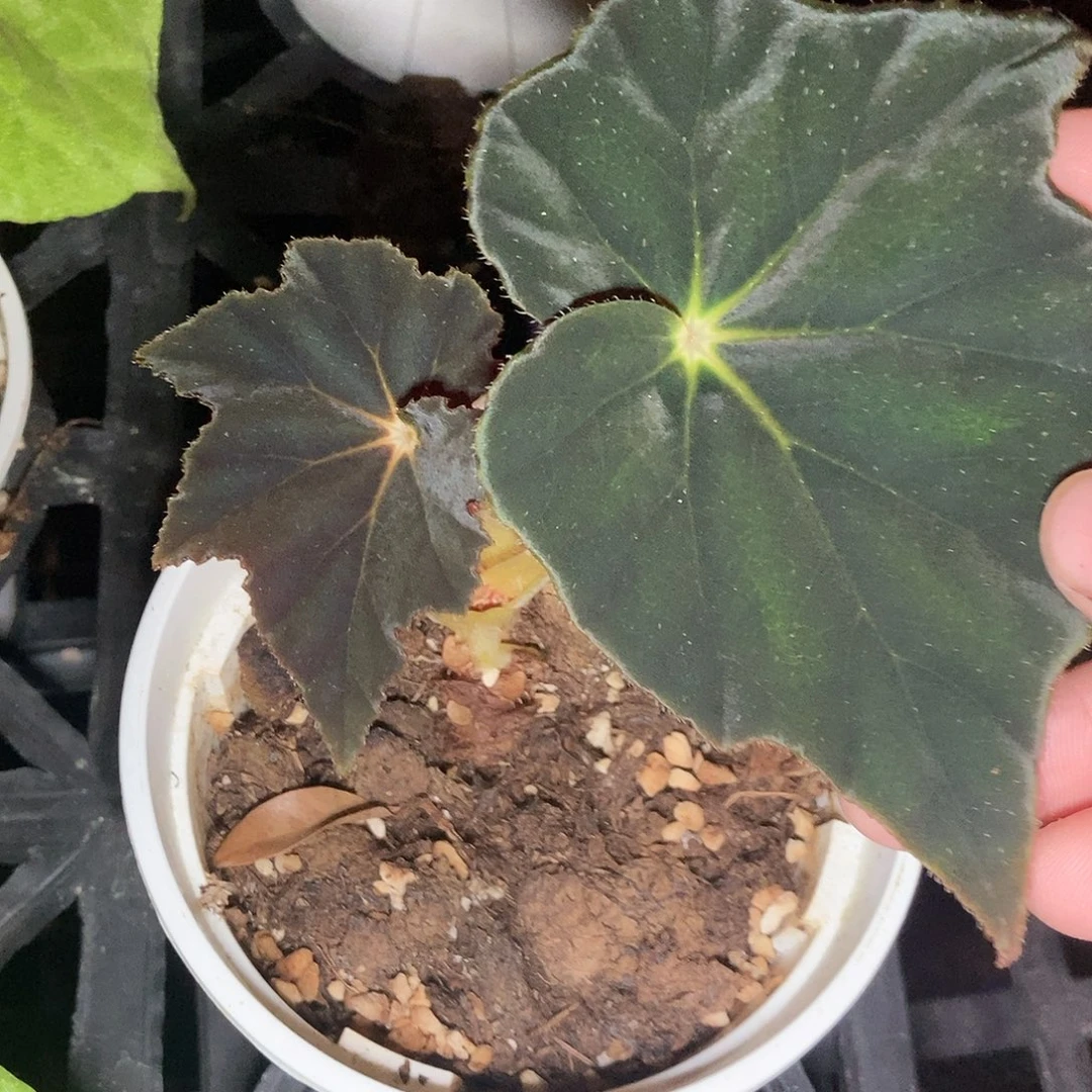 黑霜一物一拍0001