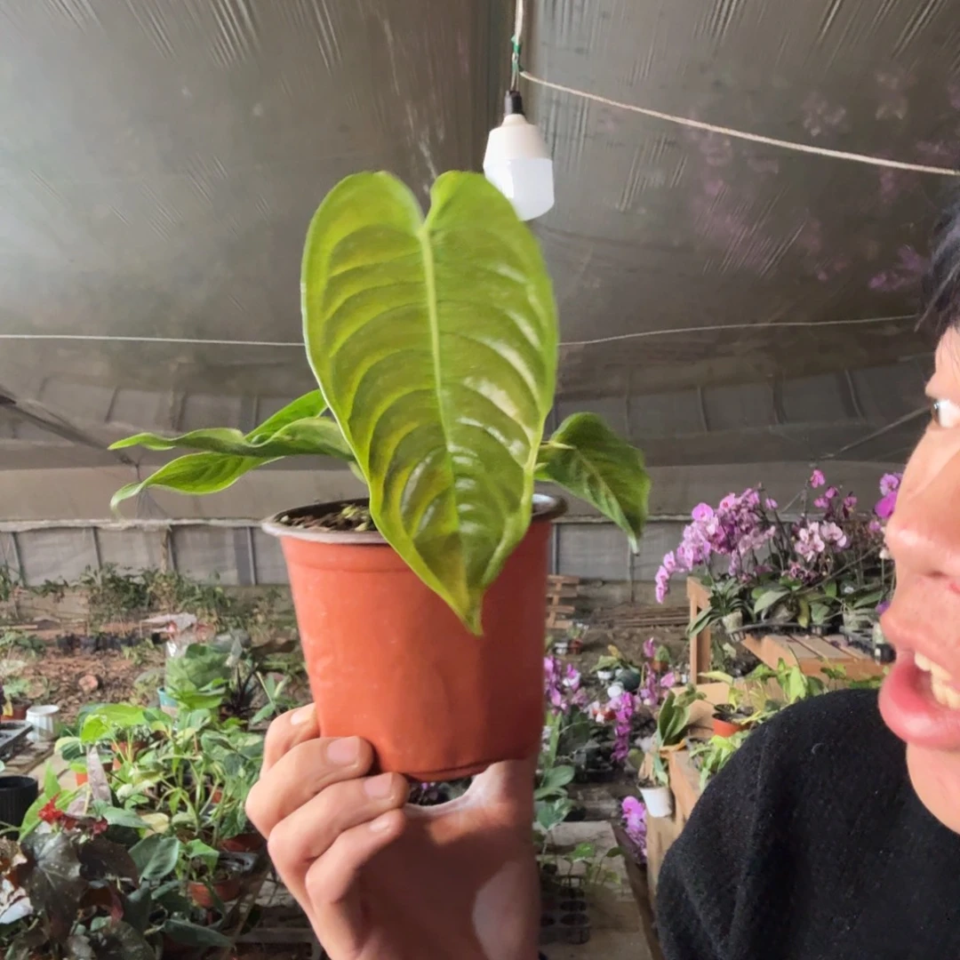 完全开放火鹤王一棵