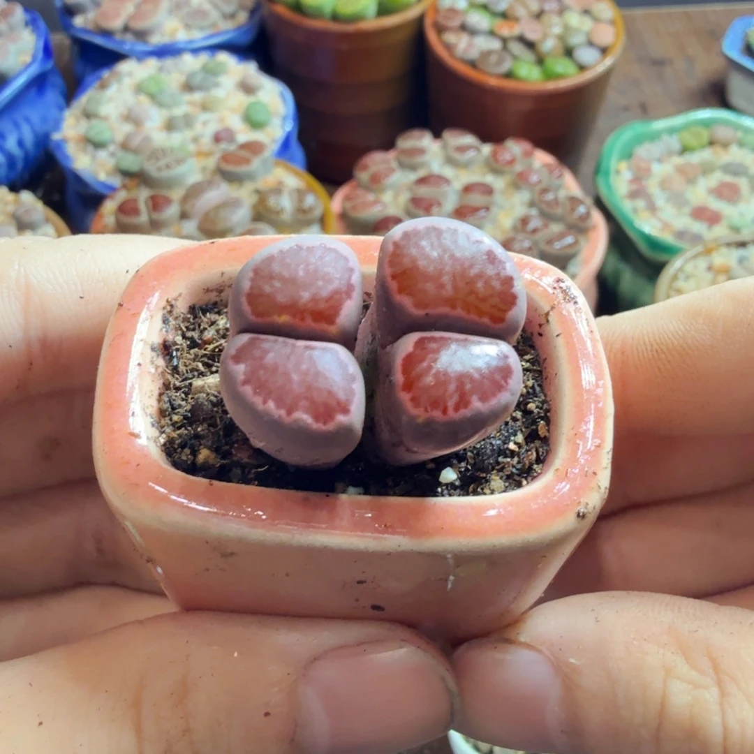 古***者多肉植物的生长发育和生长883