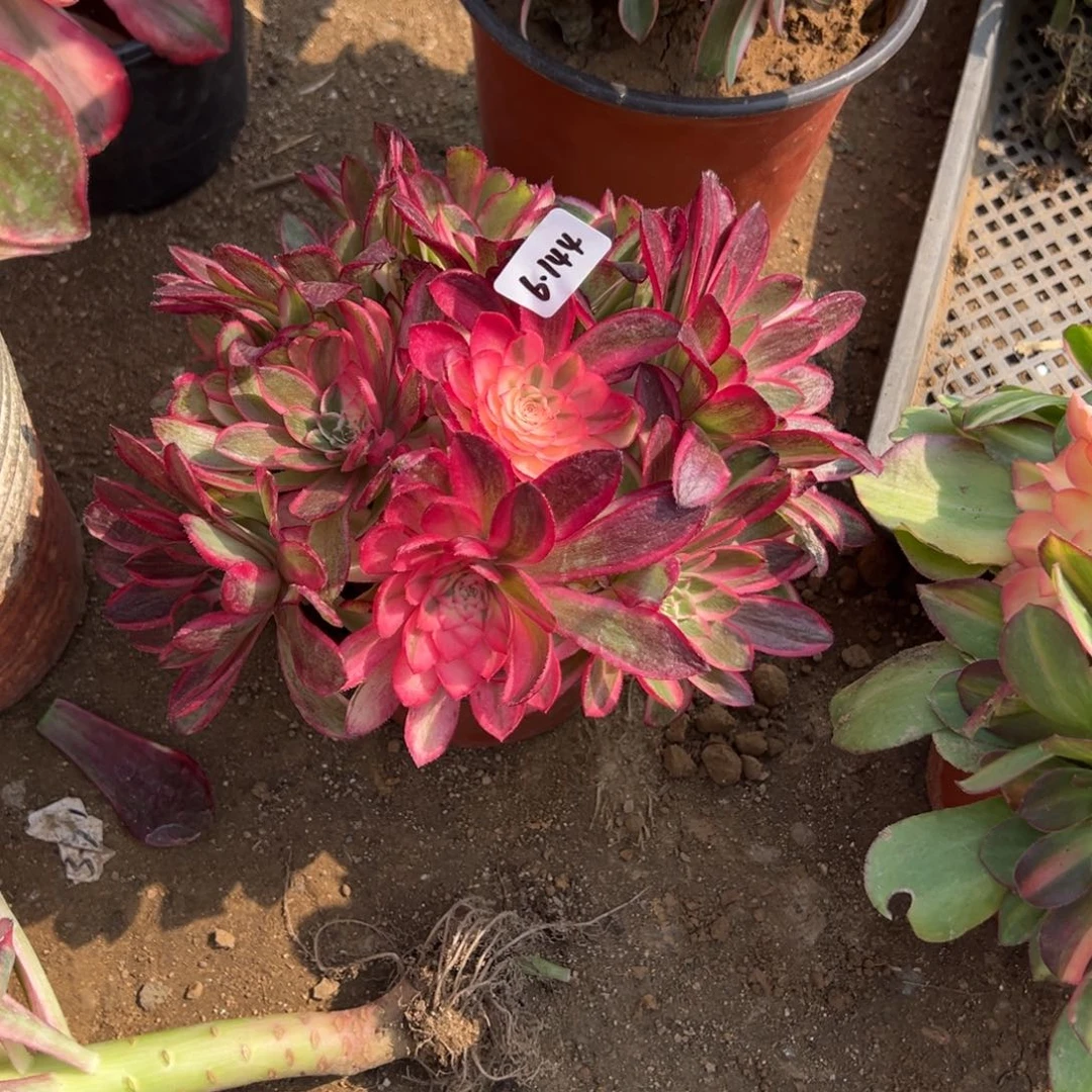 144荔枝多肉多肉多肉