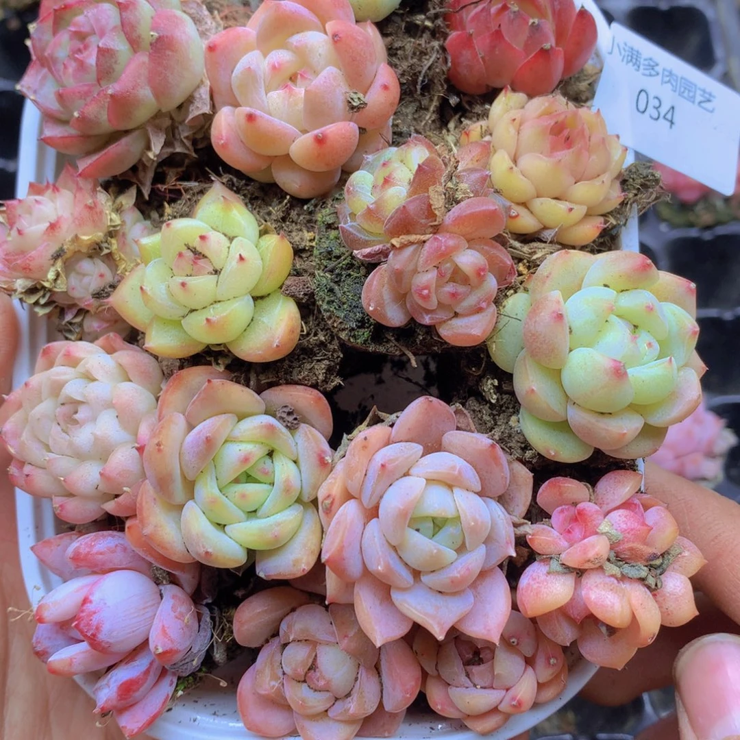 我要去看你了啊我的034