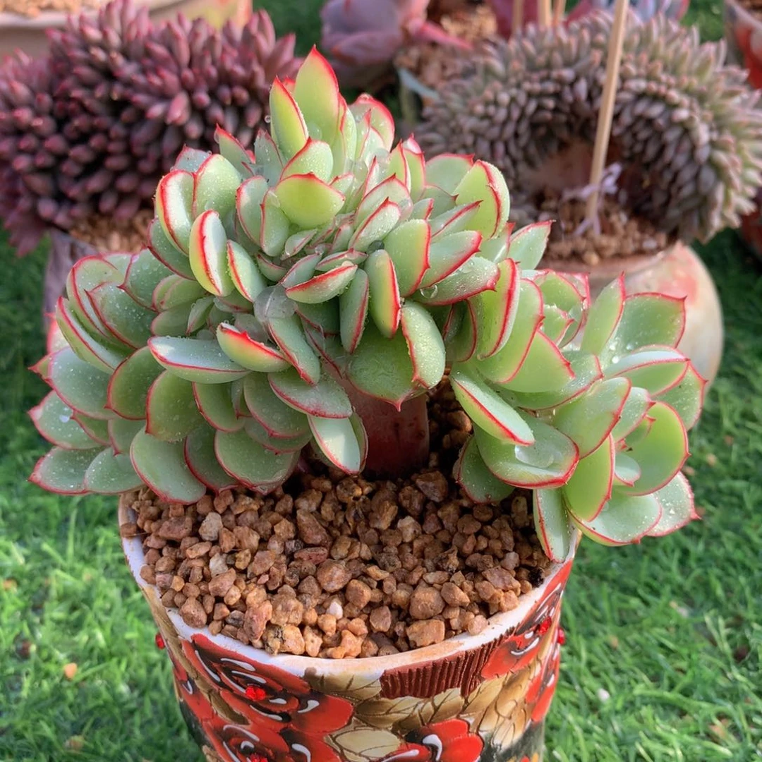 牡丹亭缀14 公分一物一拍