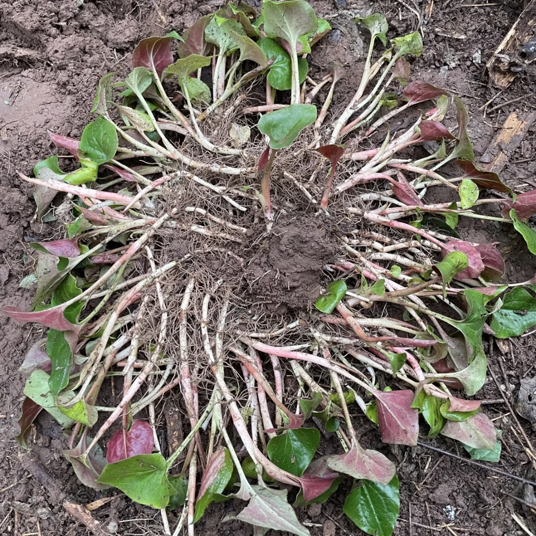 纯野生折耳根，四川野生折耳根 不假打、都是新鲜挖新鲜发货 野外挖