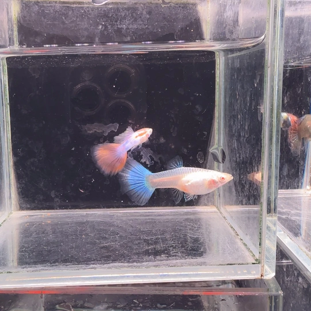 孔雀鱼天使彩虹1对