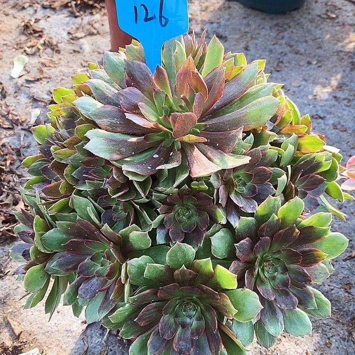 126 一颗红丝绒法师