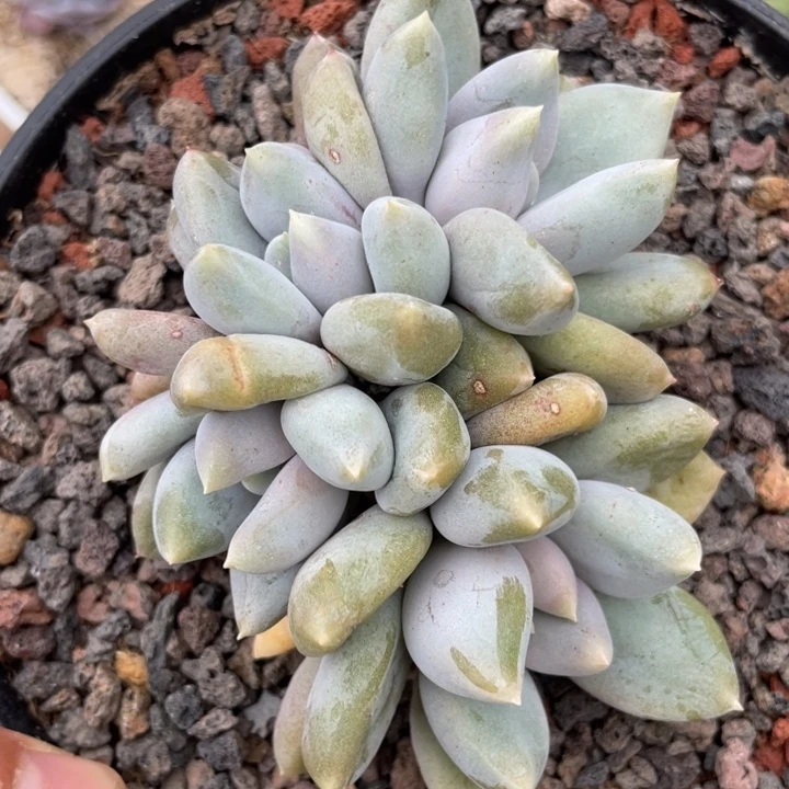 黄胖体哥特，4头无砍