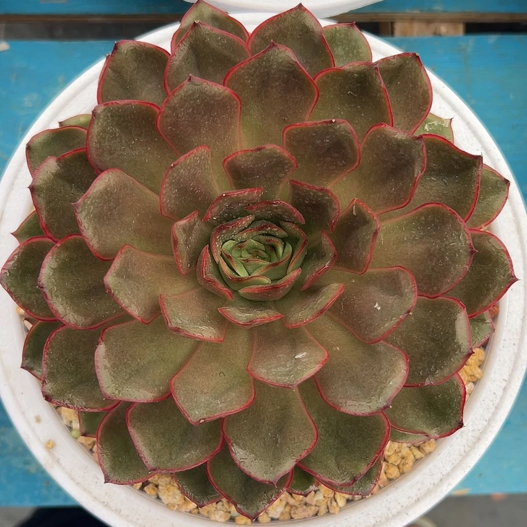 多肉植物一物一拍01