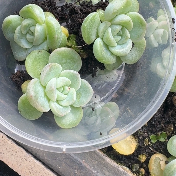 C***熙118财富五饭盒一组三颗