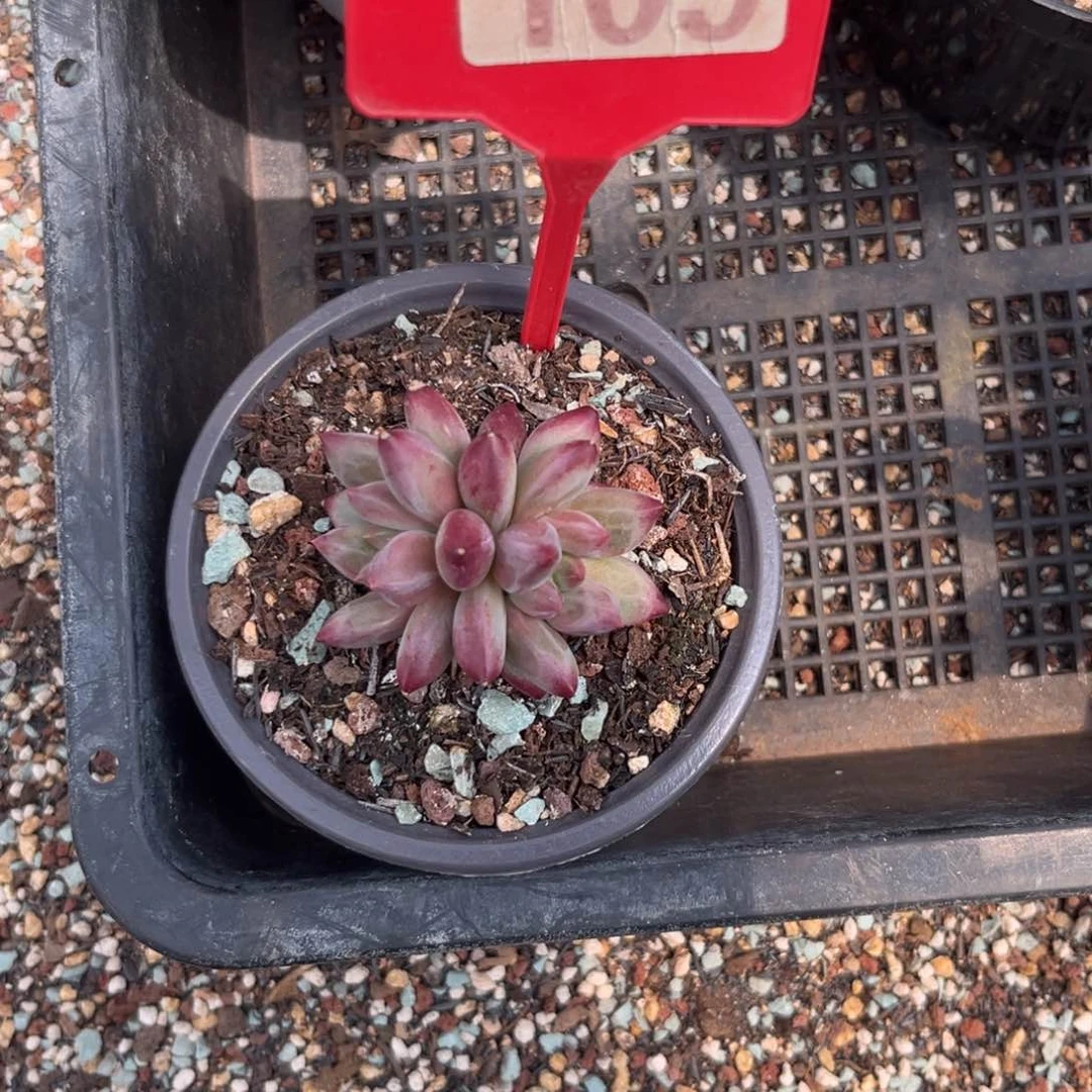 多肉植物虞美人109