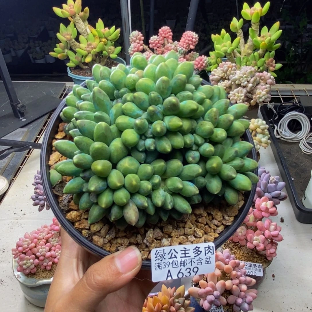 639香蕉树缀多肉10c m